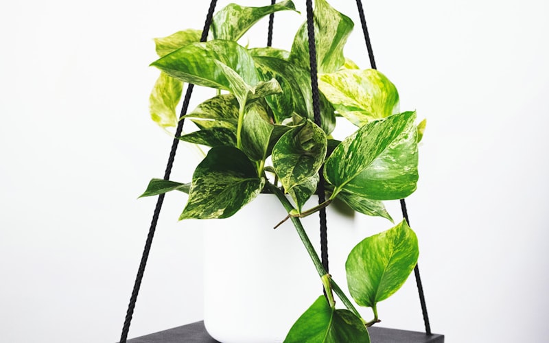 世界杯奖杯特写 - 金色的大力神杯在黑色背景前闪耀